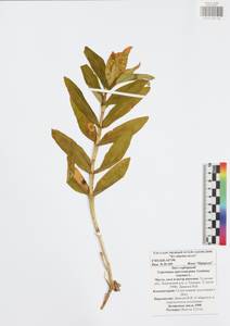 Горечавка крестовидная L., Восточная Европа, Центральный район (E4) (Россия)