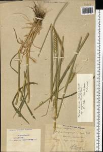 Пшеница двузернянка, Полба (Schrank ex Schübl.) Thell., Восточная Европа, Восточный район (E10) (Россия)