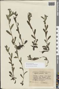 Незабудка стелющаяся Host, Восточная Европа, Северный район (E1) (Россия)