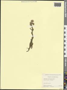 Erigeron acris subsp. acris, Кавказ, Дагестан (K2) (Россия)