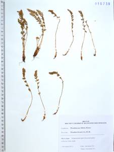 Вудсия эльбская (L.) R.Br., Сибирь, Дальний Восток (S6) (Россия)