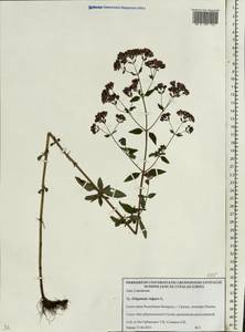 Душица обыкновенная L., Восточная Европа, Белоруссия (E3a) (Белоруссия)