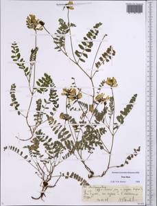 Астрагал, Средняя Азия и Казахстан, Северный и Центральный Тянь-Шань (M4) (Киргизия)