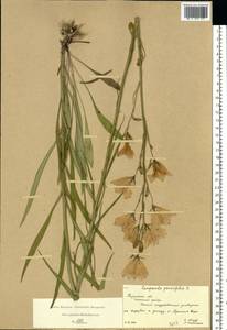 Колокольчик персиколистный L., Восточная Европа, Центральный район (E4) (Россия)