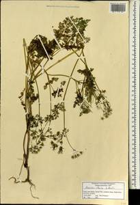 Скандикс грузинский M.Bieb., Зарубежная Азия (ASIA) (Израиль)