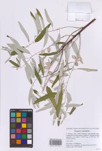 Лох узколистный, Лох обыкновенный L., Восточная Европа, Московская область и Москва (E4a) (Россия)