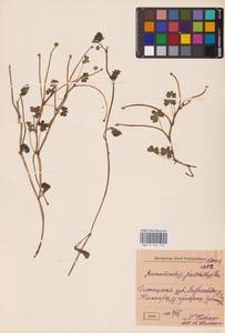 Лютик водяной, Шелковник воляной L., Восточная Европа, Северный район (E1) (Россия)