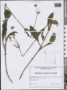 Короставник полевой (L.) Coult., Сибирь, Западная Сибирь (S1) (Россия)