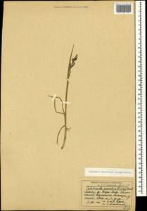 Colpodium araraticum (Lipsky) Woronow ex Grossh., Кавказ, Армения (K5) (Армения)