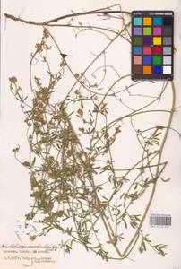 Medicago lessingii Fisch. & C.A.Mey. ex Kar., Восточная Европа, Нижневолжский район (E9) (Россия)