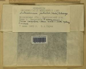 Aulacomnium palustre (Hedw.) Schwägr., Гербарий мохообразных, Мхи - Москва и Московская область (B6a) (Россия)