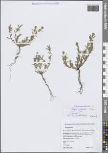 Спорыш простертый, Спорыш обыкновенный Boreau, Сибирь, Прибайкалье и Забайкалье (S4) (Россия)