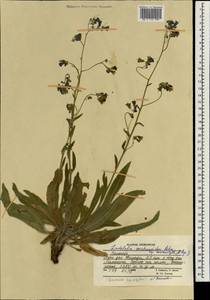 Lindelofia anchusoides subsp. anchusoides, Зарубежная Азия (ASIA) (Афганистан)