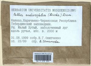Apopellia endiviifolia (Dicks.) Nebel & D. Quandt, Гербарий мохообразных, Мхи - Северный Кавказ и Предкавказье (B12) (Россия)