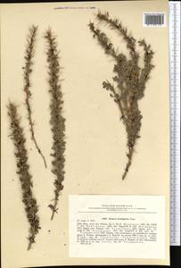 Berberis ulicina Hook. fil. & Thomson, Средняя Азия и Казахстан, Памир и Памиро-Алай (M2) (Таджикистан)