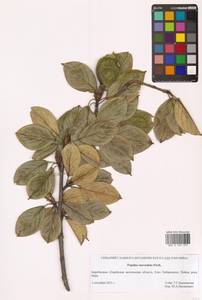 Тополь душистый Fisch., Сибирь, Дальний Восток (S6) (Россия)