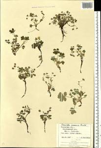 Potentilla cinerea subsp. incana (G. Gaertn., B. Mey. & Scherb.) Asch., Восточная Европа, Западно-Украинский район (E13) (Украина)