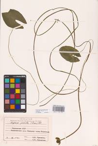 Кубышка малая (Timm) DC., Восточная Европа, Северный район (E1) (Россия)