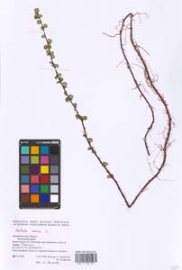 Березка карликовая L., Восточная Европа, Северный район (E1) (Россия)