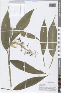 Globba albobracteata N.E.Br., Зарубежная Азия (ASIA) (Вьетнам)