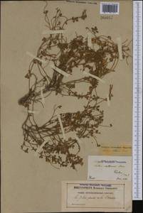 Лядвенец рактиниковый L., Западная Европа (EUR) (Франция)