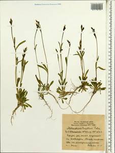 Silene involucrata subsp. tenella (Tolm.) Bocquet, Сибирь, Якутия (S5) (Россия)