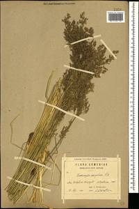 Щучка дернистая (L.) P.Beauv., Кавказ, Армения (K5) (Армения)
