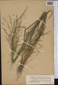 Agrostis perennans (Walter) Tuck., Америка (AMER) (США)