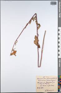 Колокольчик рапунцелевидный L., Восточная Европа, Центральный район (E4) (Россия)