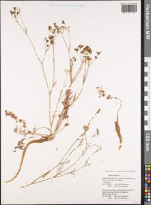 Тмин обыкновенный L., Восточная Европа, Восточный район (E10) (Россия)