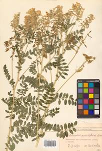 Астрагал повислоцветковый Lam., Сибирь, Дальний Восток (S6) (Россия)