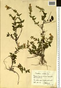 Шлемник приземистый L., Восточная Европа, Северо-Украинский район (E11) (Украина)