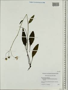 Hieracium lachenalii subsp. deductum (Sudre) Greuter, Восточная Европа, Московская область и Москва (E4a) (Россия)