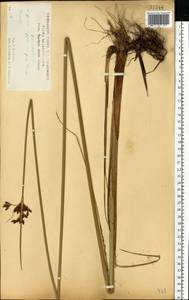 Схеноплектус озерный (L.) Palla, Восточная Европа, Центральный лесостепной район (E6) (Россия)