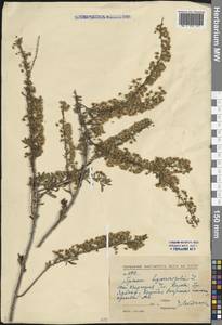 Спирея зверобоелистная, Таволга зверобоелистная L., Средняя Азия и Казахстан, Западный Тянь-Шань и Каратау (M3)