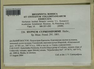 Hypnum cupressiforme Hedw., Гербарий мохообразных, Мхи - Чукотка и Камчатка (B21) (Россия)