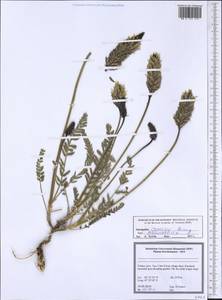 Astragalus comosus Bunge, Зарубежная Азия (ASIA) (Турция)