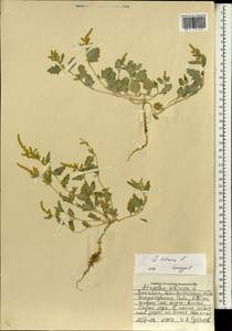 Лебеда татарская L., Монголия (MONG) (Монголия)