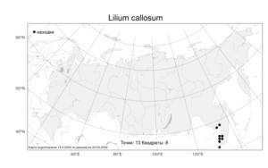 Lilium callosum, Лилия мозолелистая Siebold & Zucc., Атлас флоры России (FLORUS) (Россия)