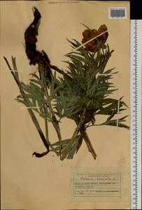 Пион уклоняющийся, Марьин корень L., Сибирь, Западный (Казахстанский) Алтай (S2a) (Казахстан)