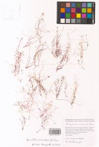 Двусемянник лежачий (L.) Hayek, Восточная Европа, Нижневолжский район (E9) (Россия)