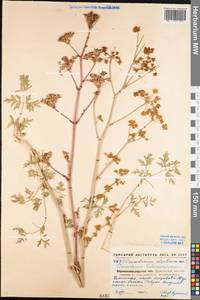 Златогоричник морозниковый (L.) Schur, Восточная Европа, Северо-Украинский район (E11) (Украина)