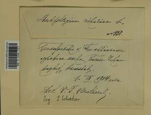 Leptodictyum riparium (Hedw.) Warnst., Гербарий мохообразных, Мхи - Центральное Нечерноземье (B6) (Россия)