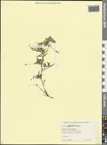 Vicia tenuifolia subsp. subalpina (Grossh.) Zernov, Кавказ, Ставропольский край, Карачаево-Черкесия, Кабардино-Балкария (K1b) (Россия)