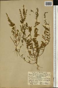 Lipandra polysperma (L.) S. Fuentes, Uotila & Borsch, Восточная Европа, Ростовская область (E12a) (Россия)