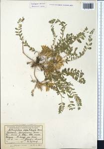 Astragalus kopetdaghi A. Boriss., Средняя Азия и Казахстан, Копетдаг, Бадхыз, Малый и Большой Балхан (M1) (Туркмения)