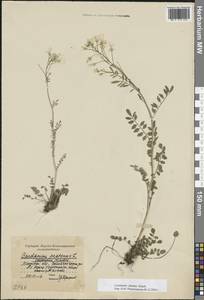 Cardamine pratensis subsp. dentata (Schult.) Čelak., Восточная Европа, Московская область и Москва (E4a) (Россия)