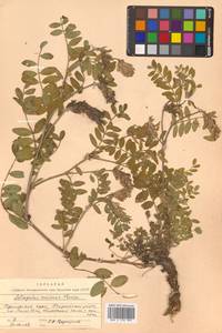 Астрагал приморский Boriss., Сибирь, Дальний Восток (S6) (Россия)