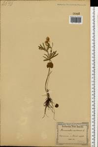 Лютик золотистый L., Восточная Европа, Северо-Украинский район (E11) (Украина)