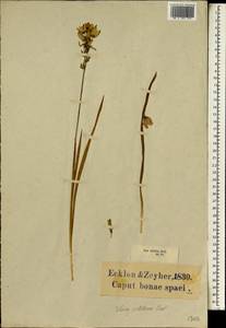 Ixia maculata L., Африка (AFR) (ЮАР)